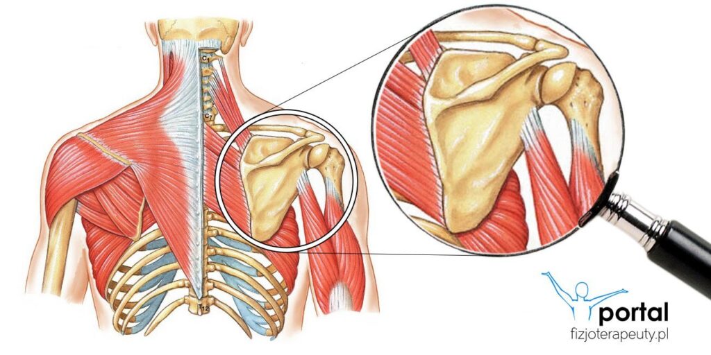 Bark - ogólna charakterystyka