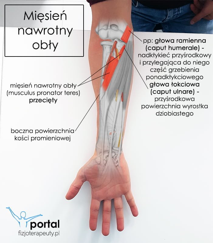 Mięsień nawrotny obły