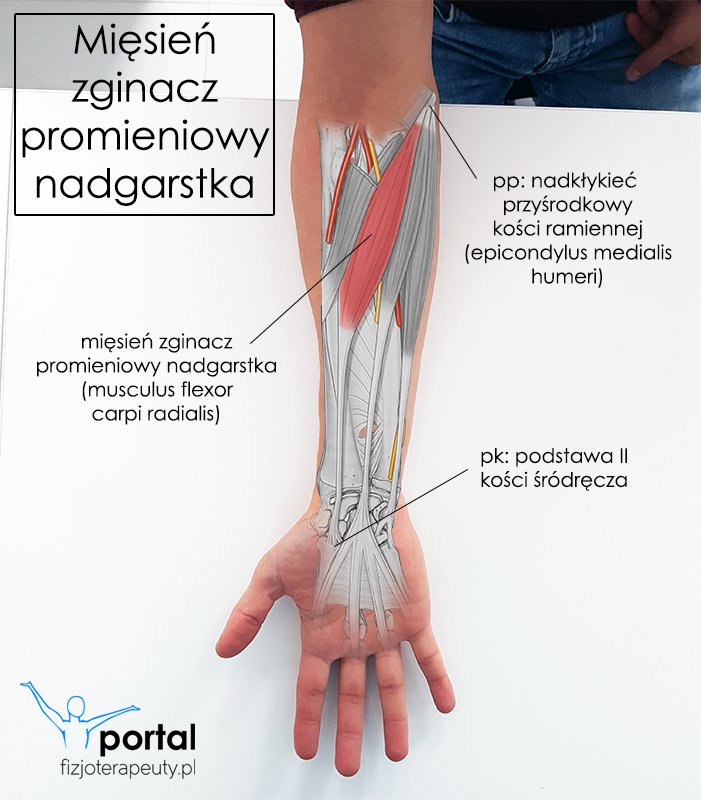 Mięsień zginacz promieniowy nadgarstka