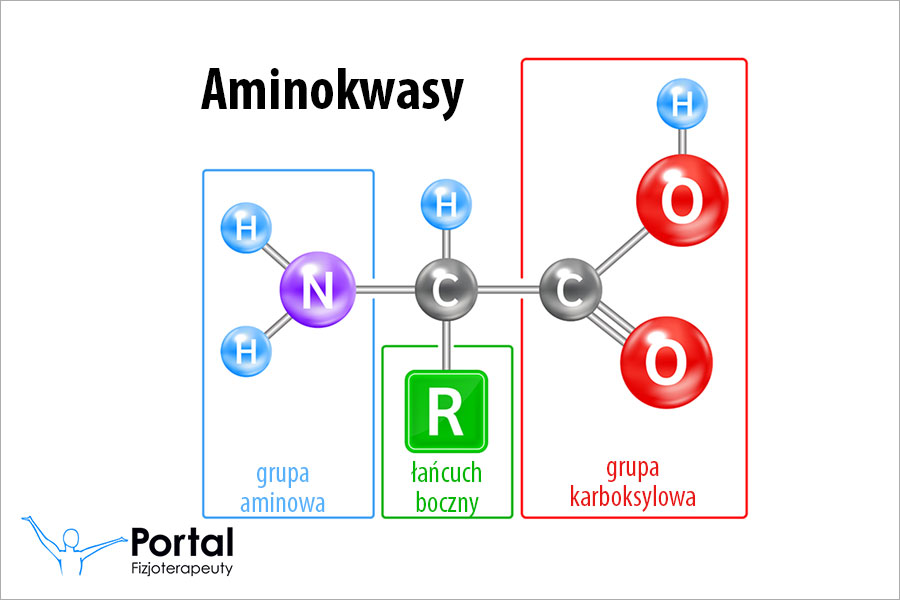 Aminokwasy