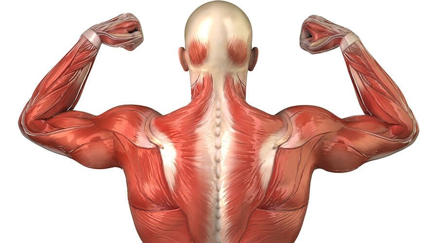 Powierzchowne mięśnie grzbietu