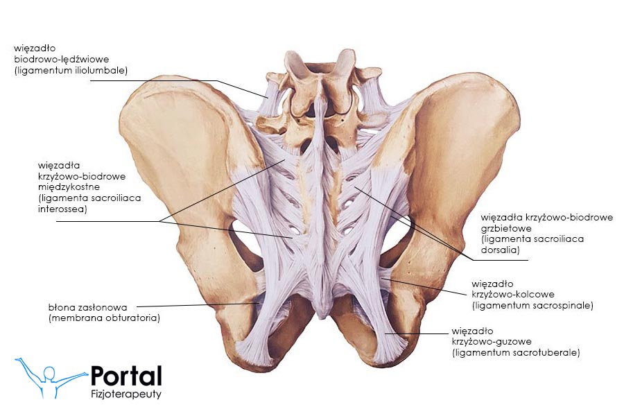 Więzozrosty miednicy
