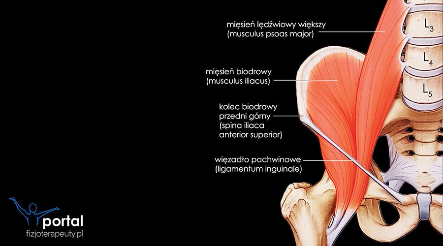 Mięsień biodrowo-lędźwiowy