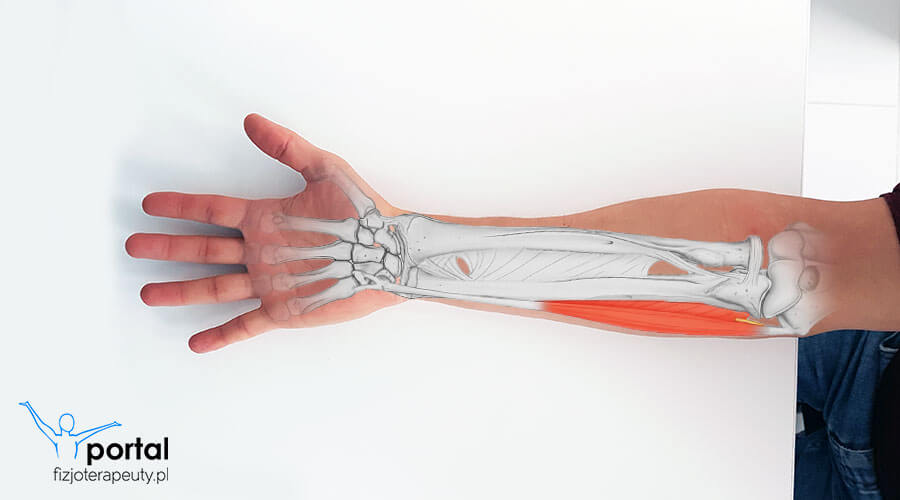 mięsień zginacz łokciowy nadgarstka