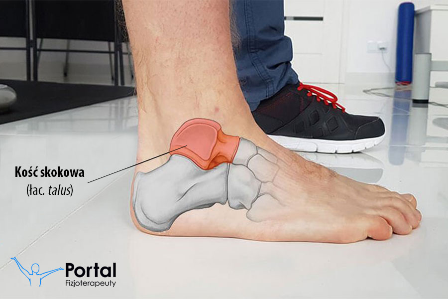 Kość skokowa (łac. talus)