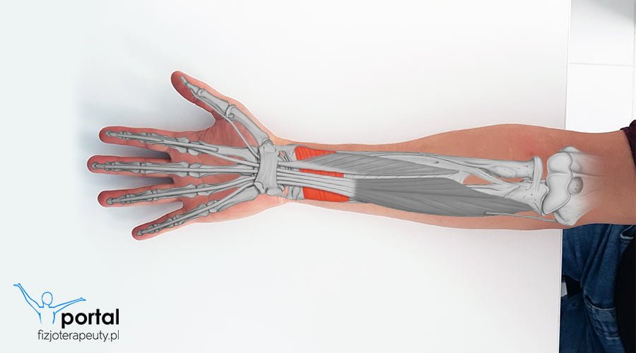 Mięsień nawrotny czworoboczny