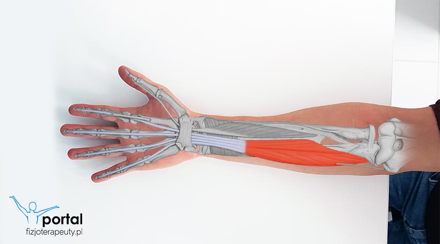 Mięsień zginacz głęboki palców