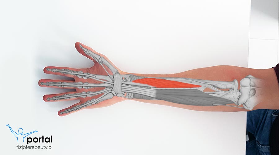 Mięsień długi kciuka