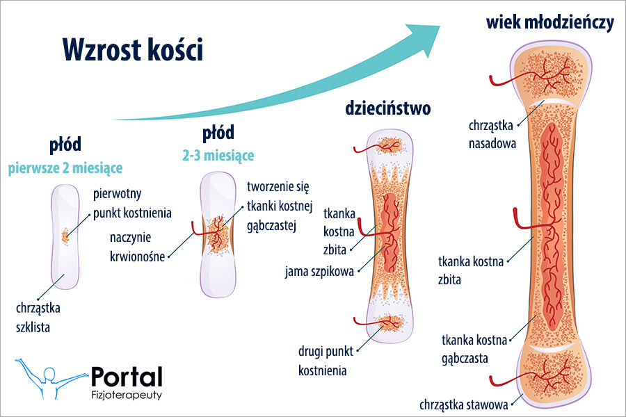 Wzrost kości