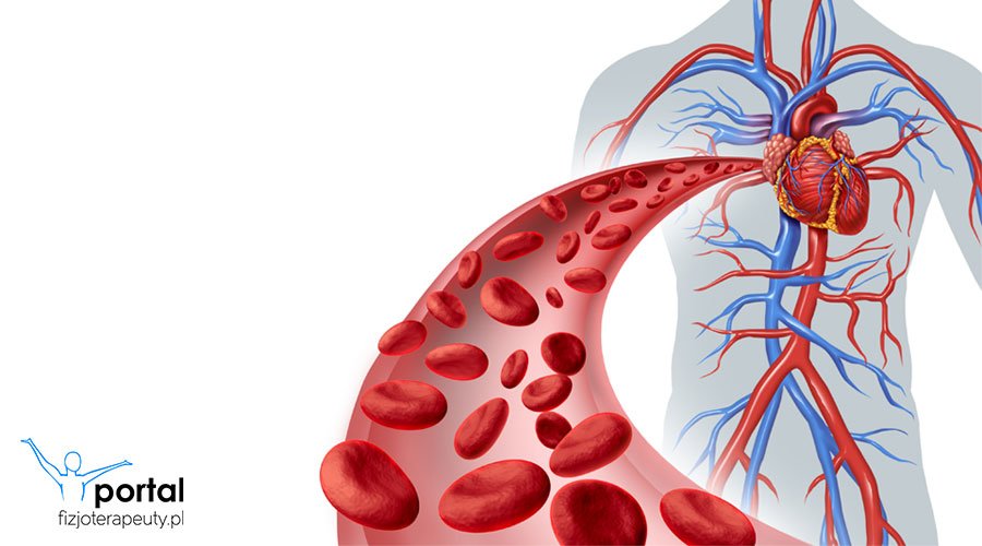 Naczynia krwionośne układu krążenia