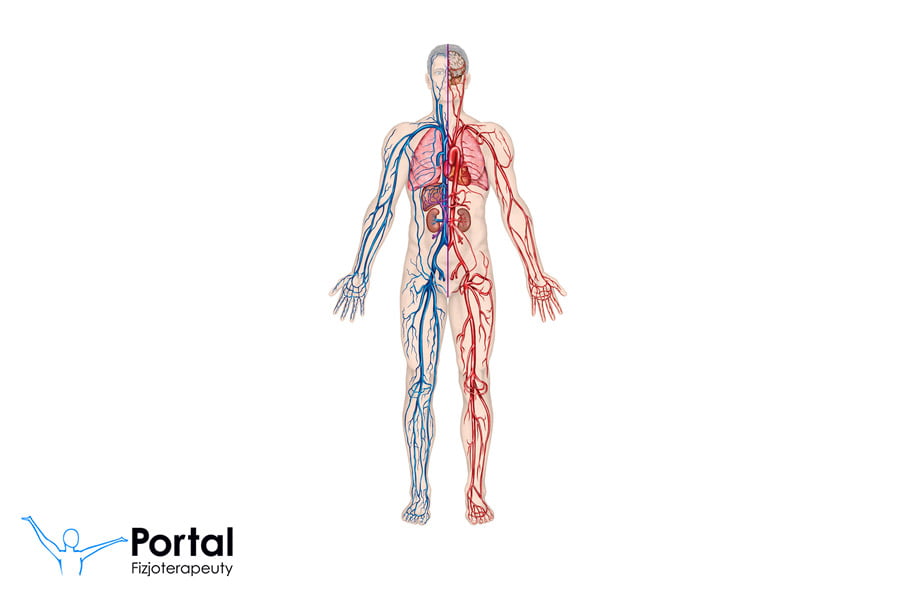 Układ krwionośny - podstawowe informacje
