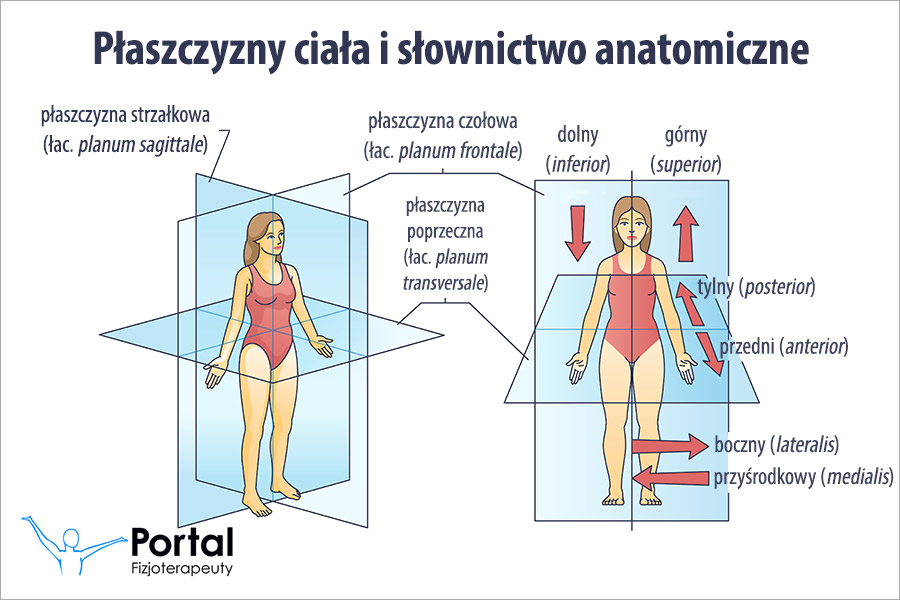 Pozycja anatomiczna - osie, płaszczyzny i ruchy