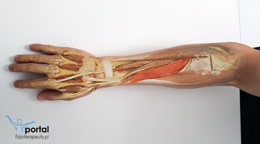 mięsień odwodziciel długi kciuka