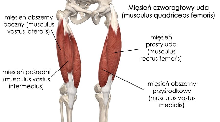 Mięsień czworogłowy uda