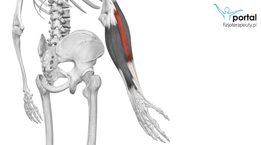 Mięsień prostownik promieniowy długi nadgarstka