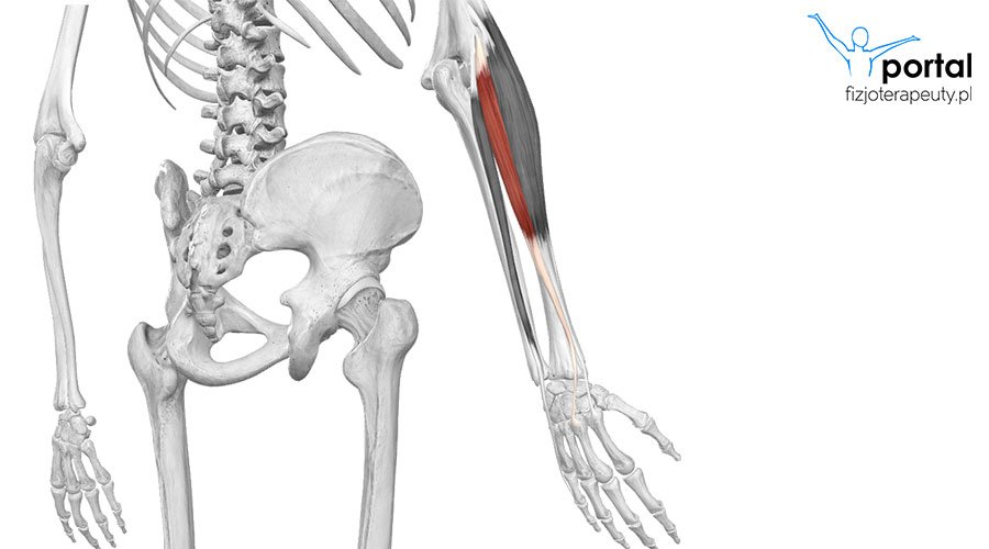 Mięsień prostownik promieniowy krótki nadgarstka