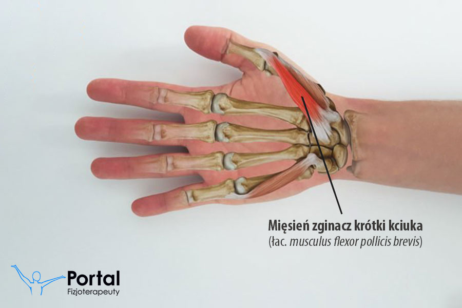 Mięsień zginacz krótki kciuka