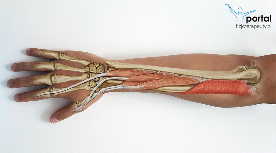 Mięsień odwracacz (musculus supinator)