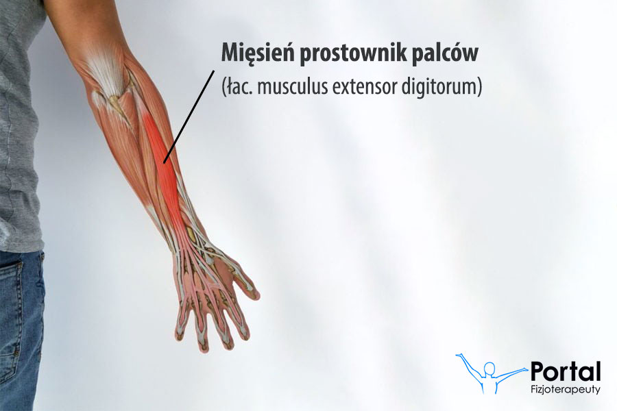 Mięsień prostownik palców (łac. musculus extensor digitorum)