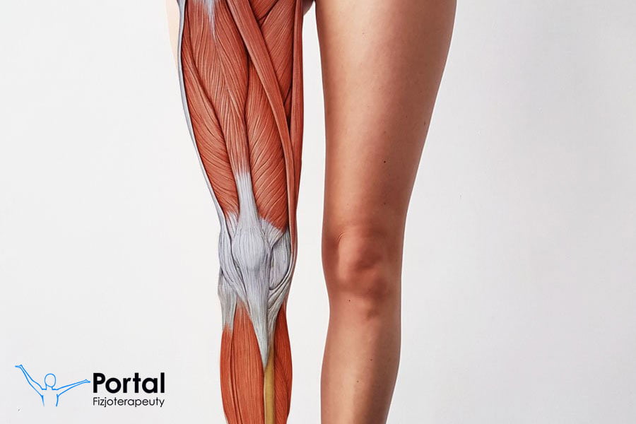 Mięśnie kończyny dolnej - przyczepy i funkcje