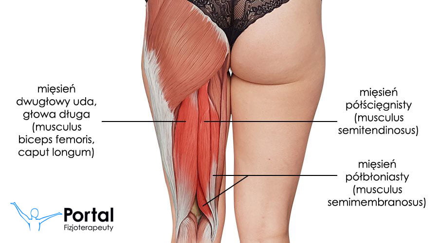 Mięśnie kulszowo-goleniowe