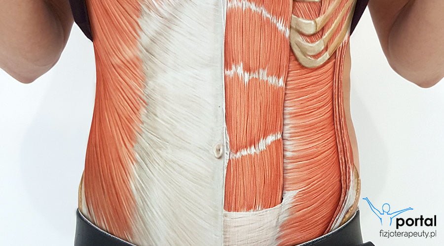 Mięśnie brzucha - podział, funkcje, ćwiczenia