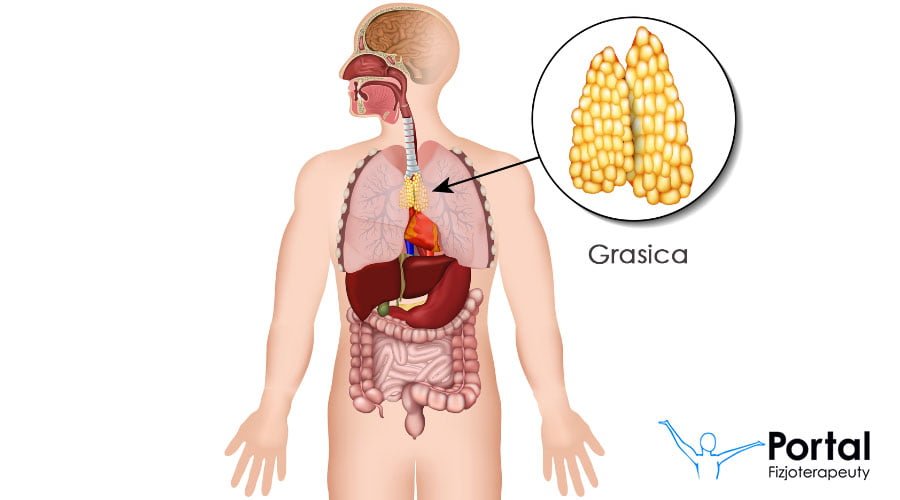 Grasica - budowa, funkcje