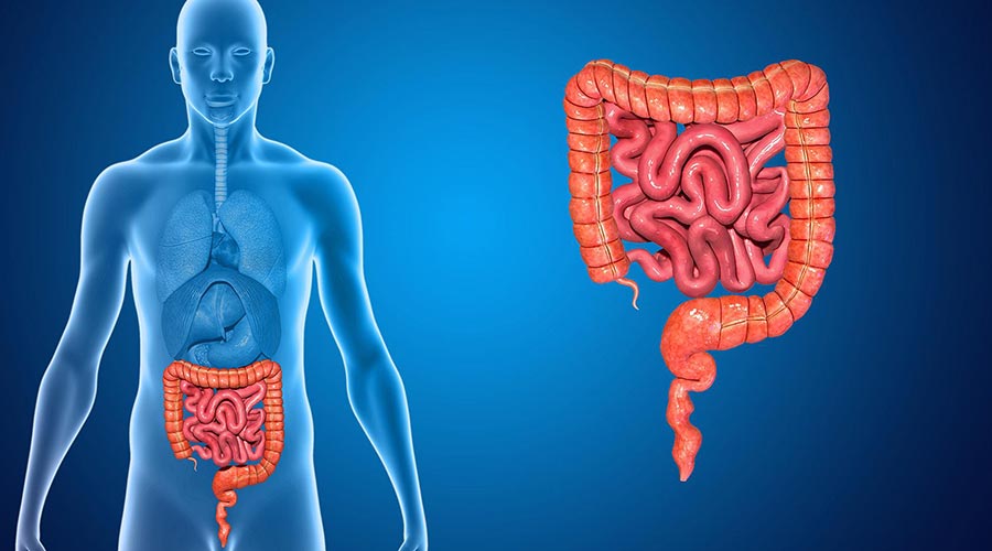 Jelito cienkie i jelito grube - budowa, funkcje