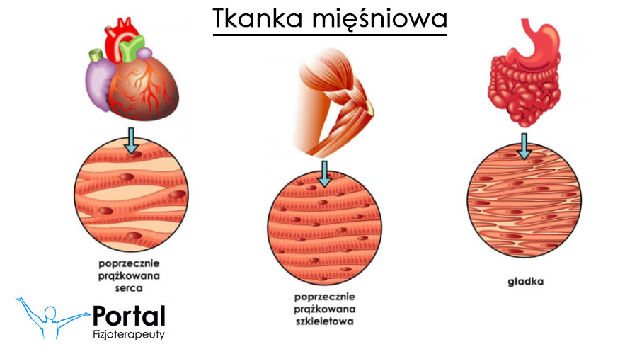 Tkanka mięśniowa - rodzaje, budowa, funkcje