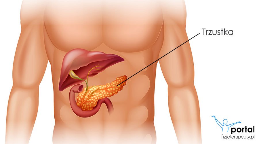 Trzustka budowa, funkcje