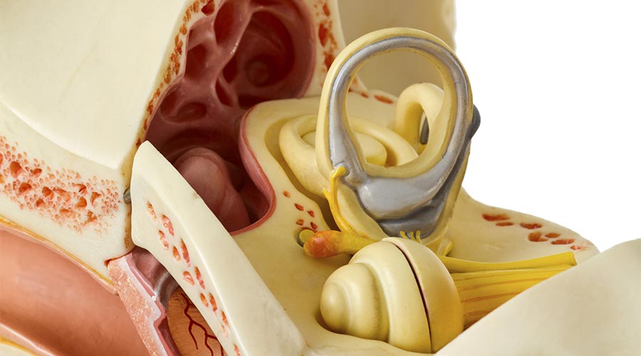 Błędnik - budowa i czynność