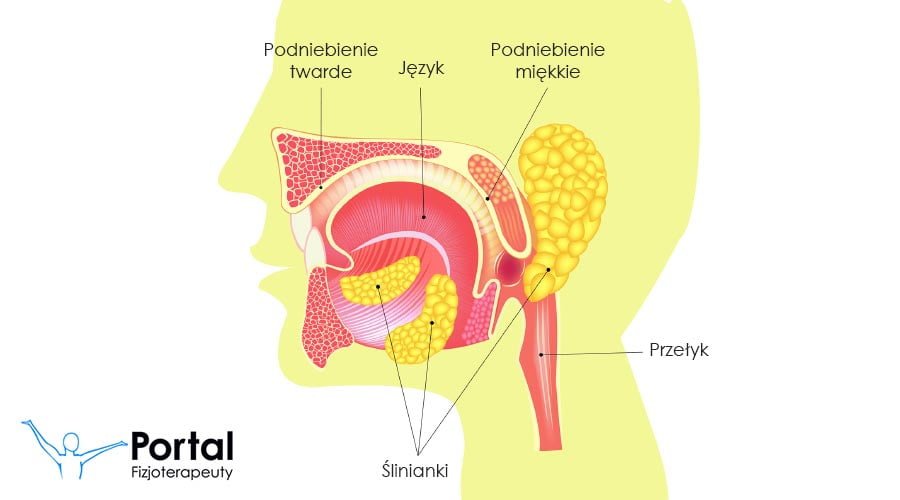 Ślinianki - budowa, funkcje