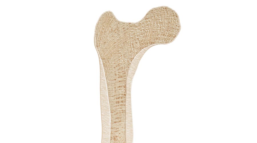 Szpik kostny - budowa, funkcje