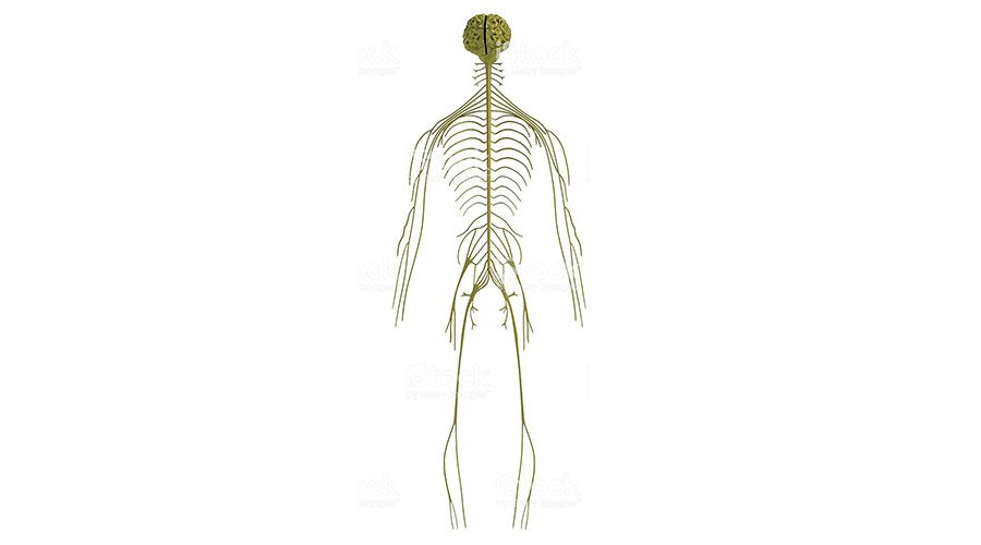 Nerwy rdzeniowe - budowa, podział