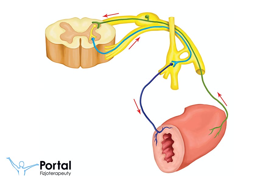 Autonomiczny układ nerwowy (AUN)