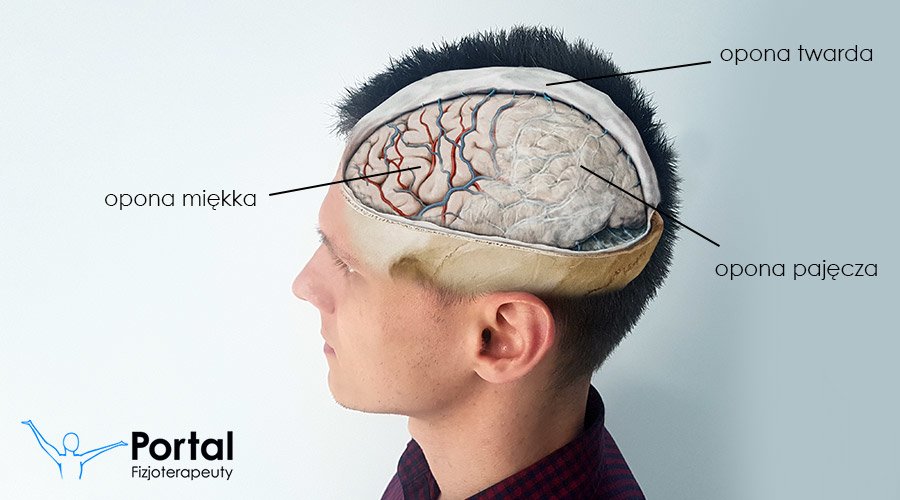 Opony mózgowia