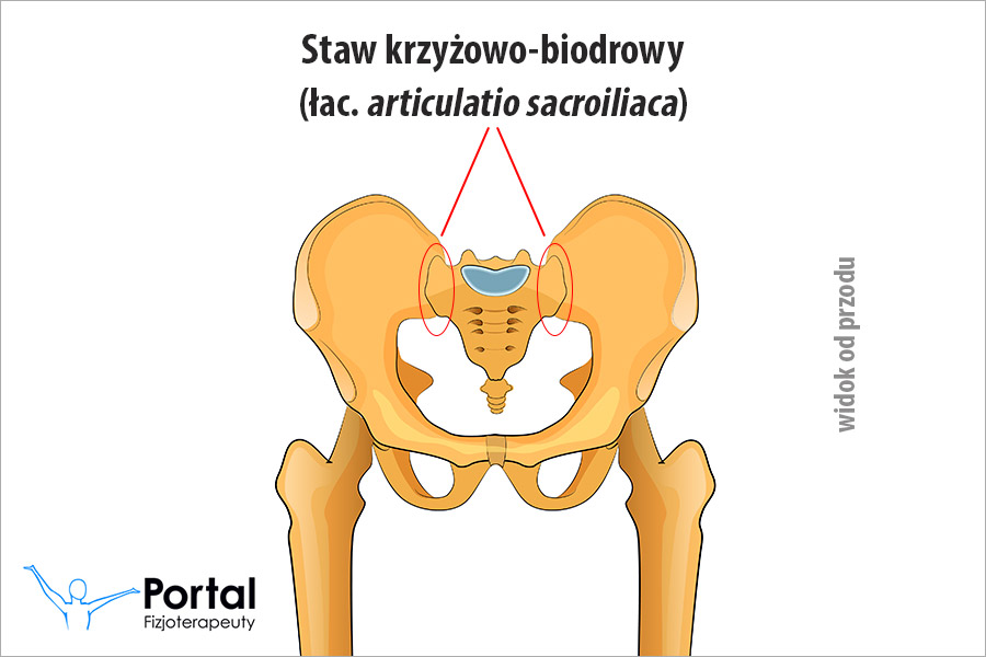 Staw krzyżowo-biodrowy (łac. articulatio sacroiliaca)