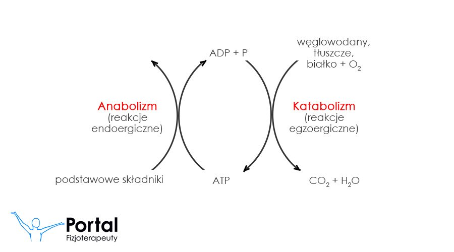 Anabolizm i katabolizm