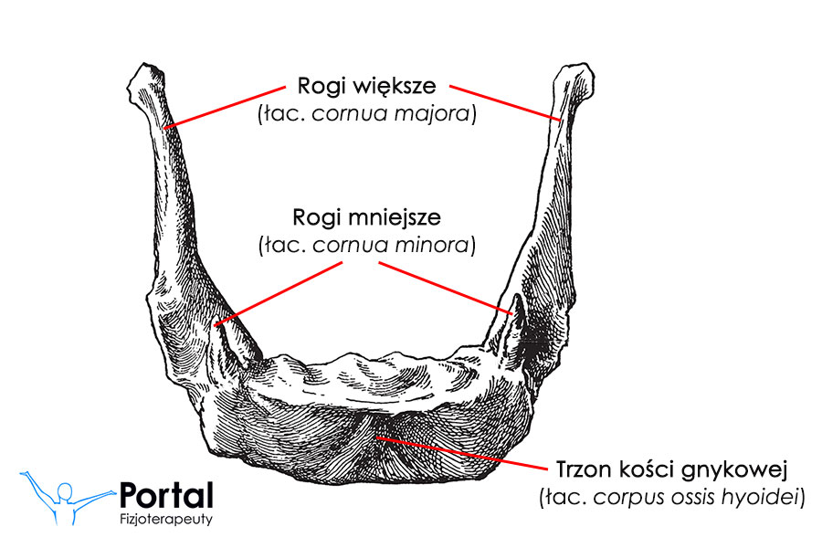 Kość gnykowa (łac. os hyoideum)