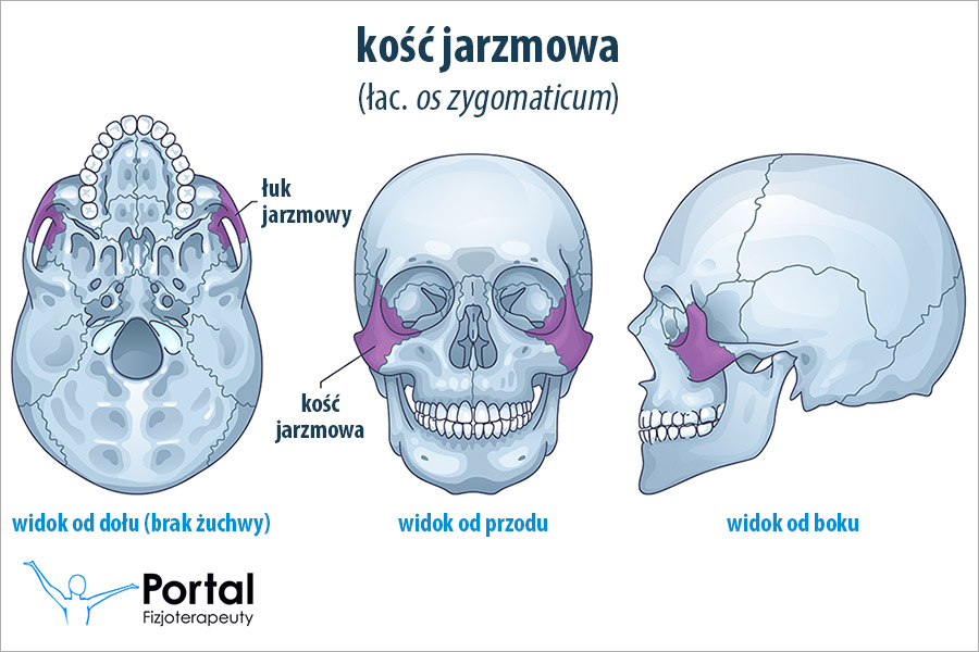 Kość jarzmowa (łac. os zygomaticum)