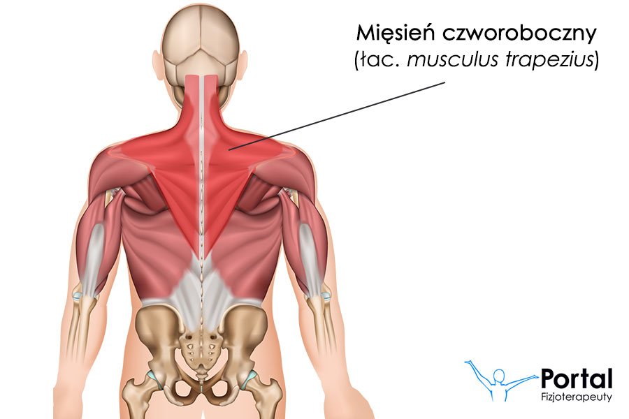 Mięsień czworoboczny (łac. musculus trapezius)