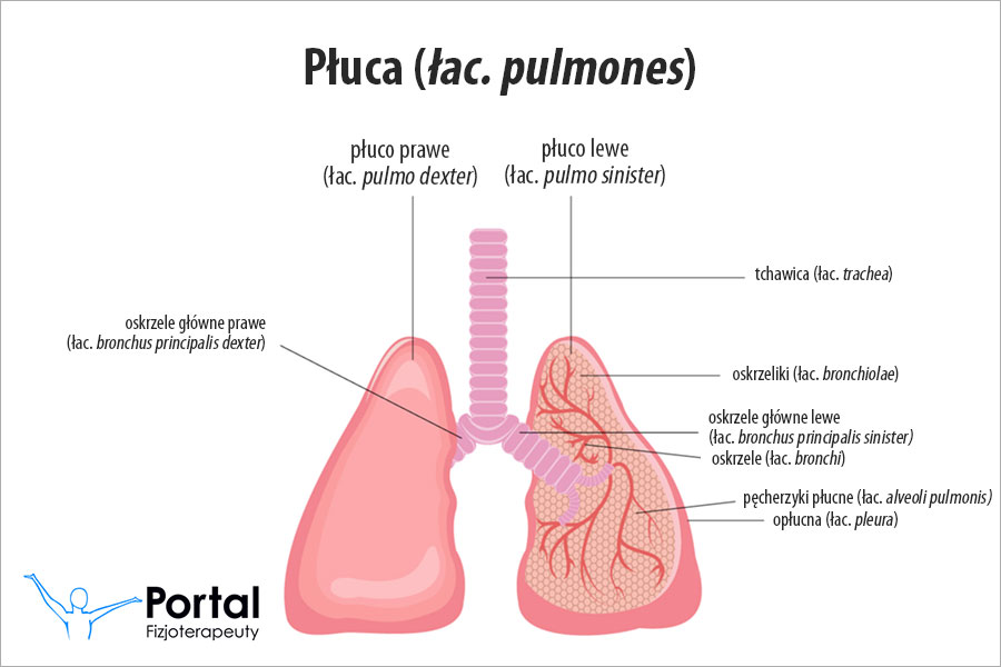 Płuca