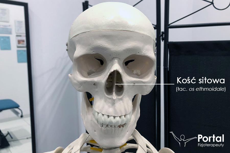 Kość sitowa (łac. os ethmoidale)