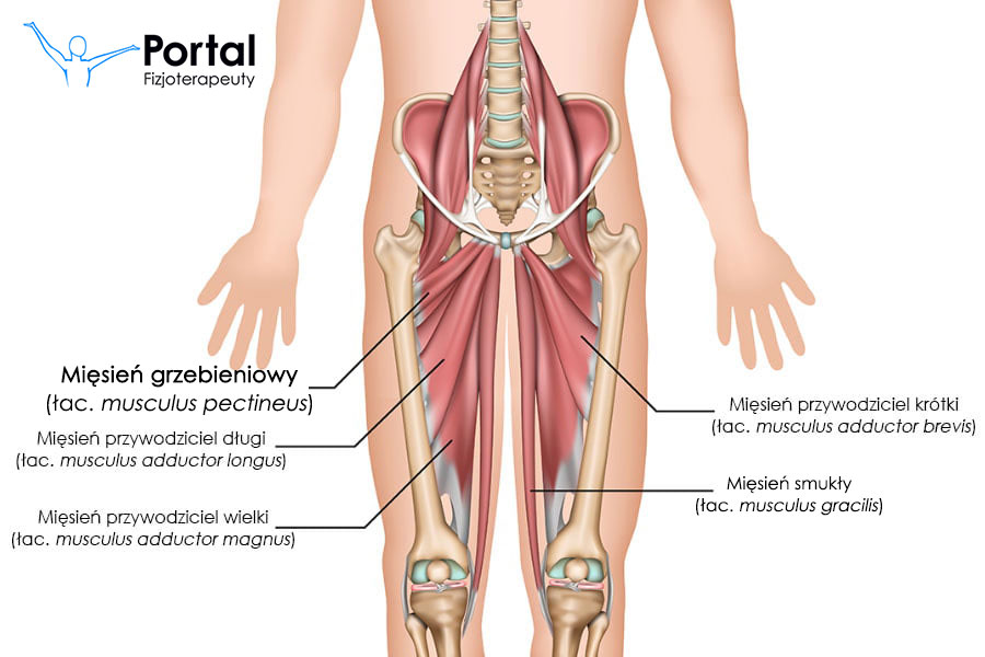 Mięsień grzebieniowy (łac. musculus pectineus)