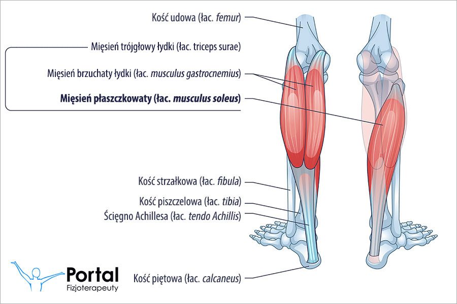 Mięsień płaszczkowaty (łac. musculus soleus)