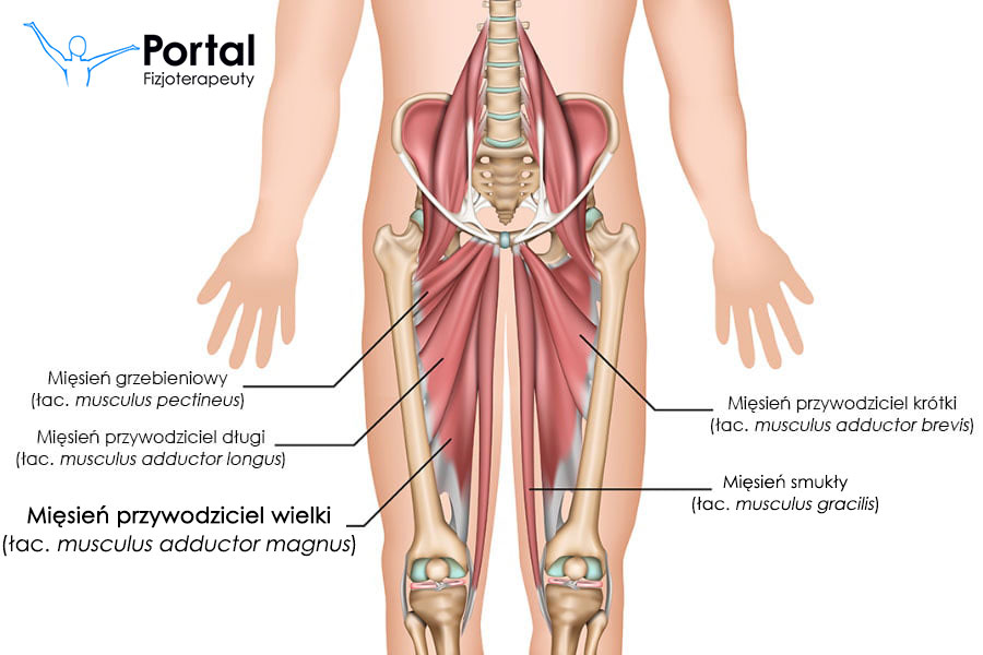 Mięsień przywodziciel wielki (łac. musculus adductor magnus)