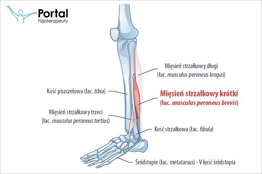 Mięsień strzałkowy krótki (łac. musculus peroneus brevis)