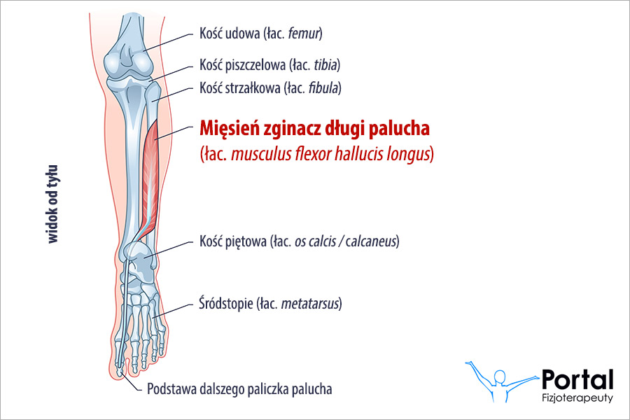 Mięsień zginacz długi palucha (łac. musculus flexor hallucis longus)