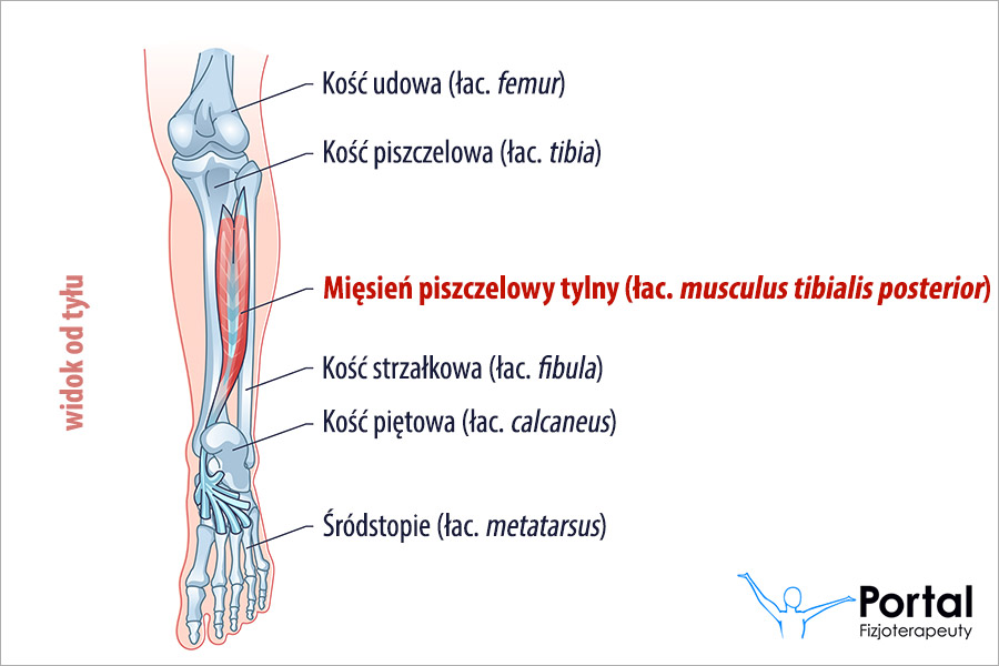 Mięsień piszczelowy tylny (łac. musculus tibialis posterior)