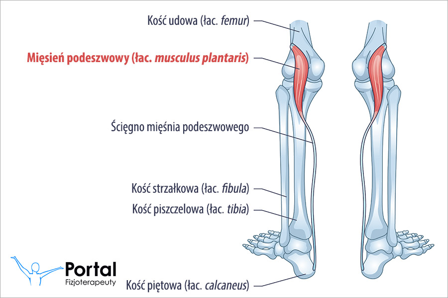 Mięsień podeszwowy (łac. musculus plantaris)